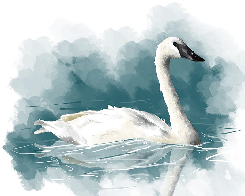 an image of a white swan in dark turquiose, watercolor textured background