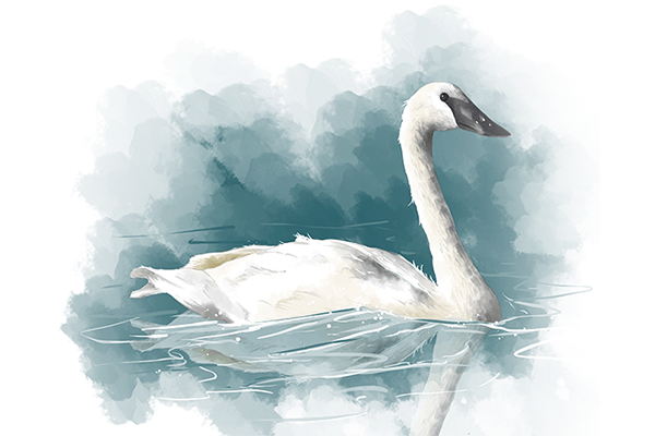 a thumbnail sized image of a swan with dark turqiose background